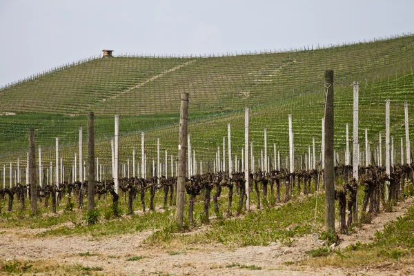 Vinha de Barbera - Itália — Fotografia de Stock