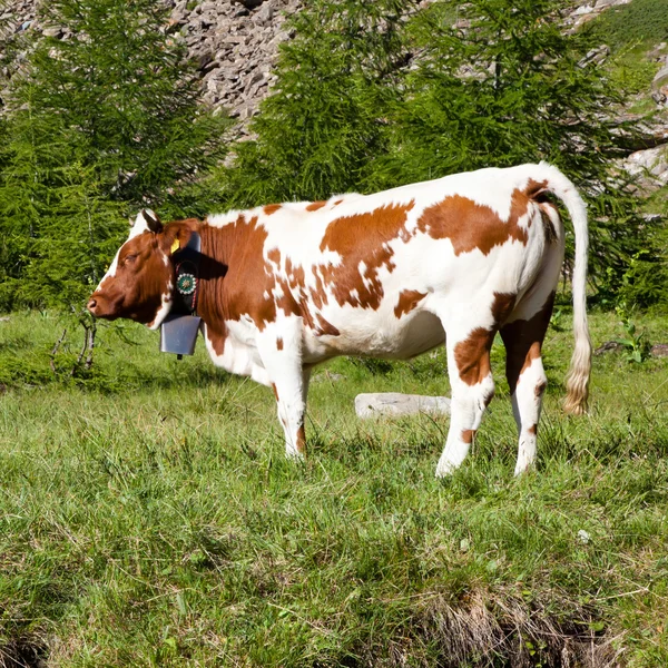 Αγελάδες και τις ιταλικές Άλπεις — Φωτογραφία Αρχείου