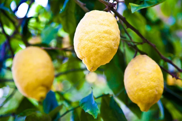 Citron träd — Stockfoto