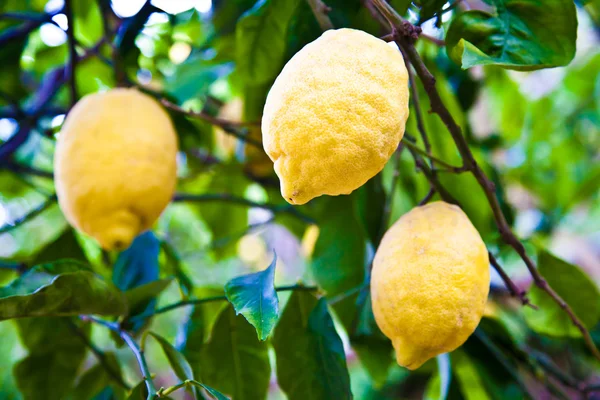 Lemon - detail pertanian — Stok Foto