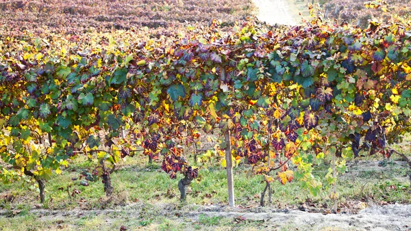 Wijngaard in de herfst — Stockfoto