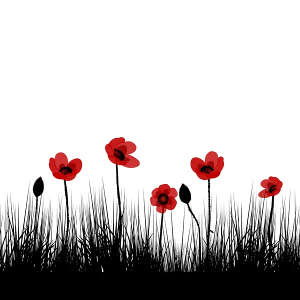 Black field with red poppies — Stock Photo, Image