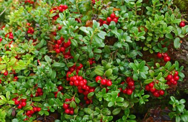 Cowberry on green nature background. clipart