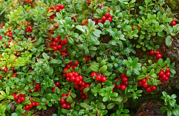 Cowberry on green nature background. — Stock Photo, Image
