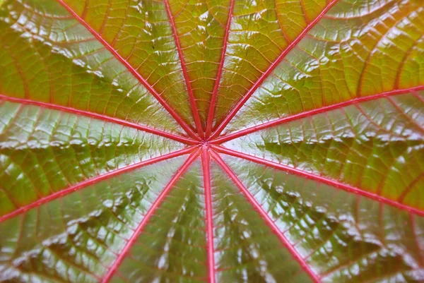 Κόκκινο φύλλο της palmchrist υφή — Φωτογραφία Αρχείου