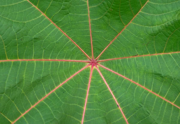 Palmchrist 텍스처의 붉은 잎 — 스톡 사진