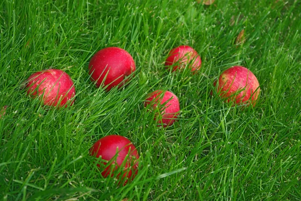 Red Apple In Grass — Stock Photo, Image