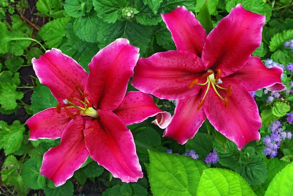 Пара Червона Лілія квіти — стокове фото