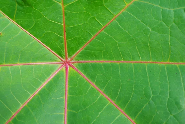 Palmchrist doku kırmızı yaprak — Stok fotoğraf