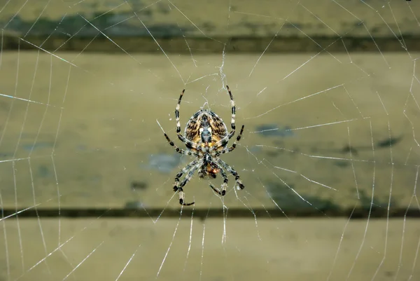 stock image Spider on her web