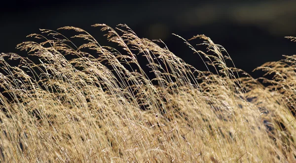 Autumn grass — Stock Photo, Image