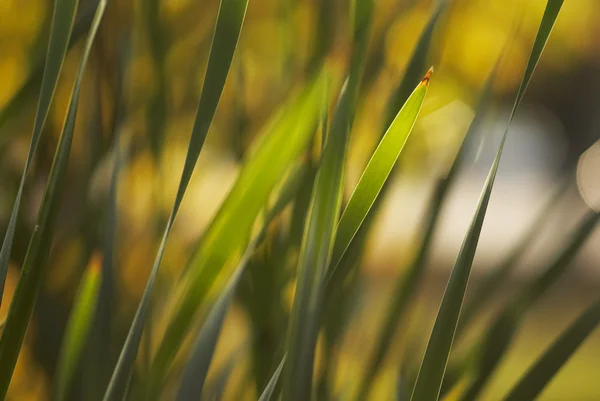 Осінній трави — стокове фото