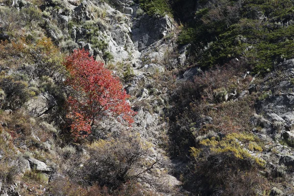 stock image Autumn trees