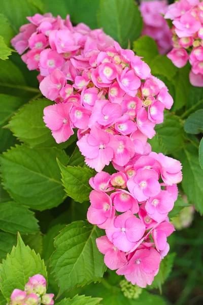 Roze hortensia Stockfoto