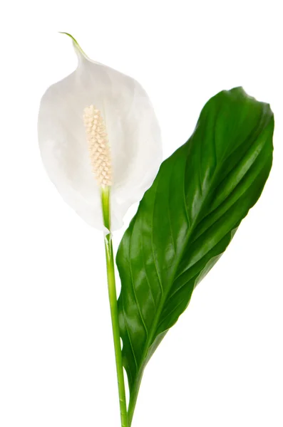 Bellissimo fiore di anturio bianco — Foto Stock