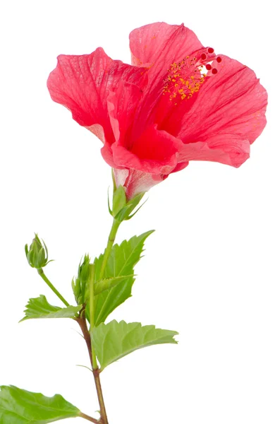 Hermosa flor de hibisco rosa — Foto de Stock