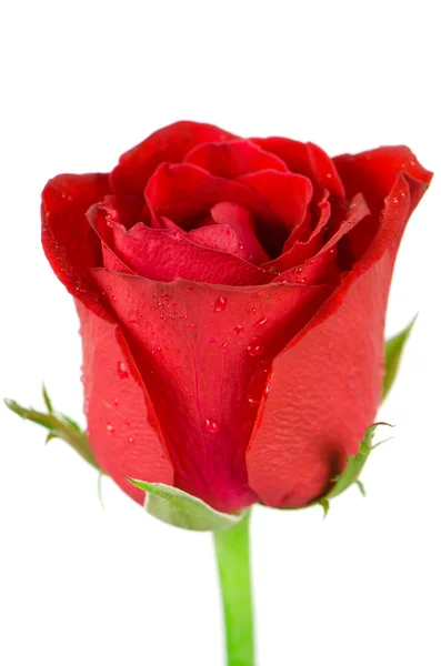 Szép piros rózsa — Stock Fotó