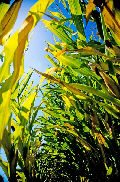 Tallos de maíz — Foto de Stock