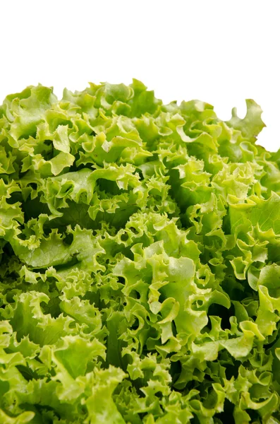 Salatblader av salat – stockfoto