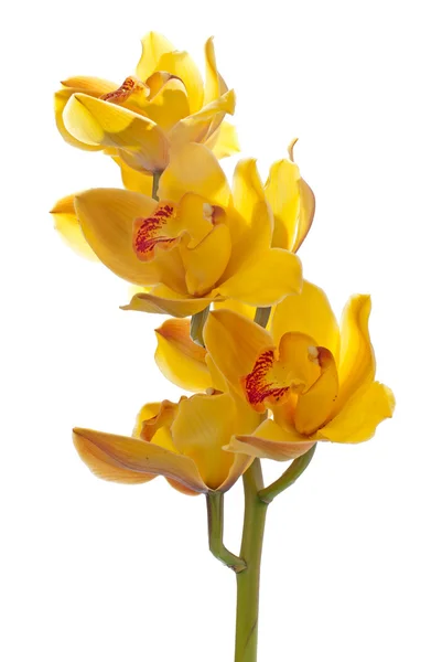 Taze parlak sarı orkide — Stok fotoğraf