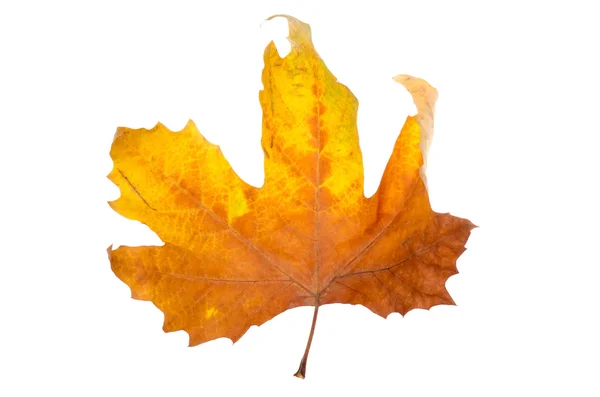 Maple leaf — Stock Fotó