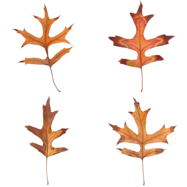 4 つの秋の葉 — ストック写真