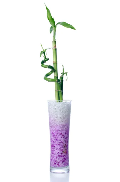 Glazen pot met bamboe — Stockfoto
