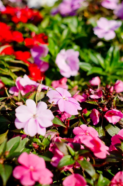 Flores en jardín — Foto de Stock