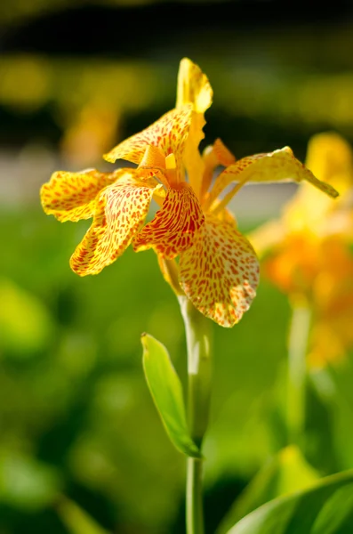 Fresh bright yellow orchid — Stock Photo, Image