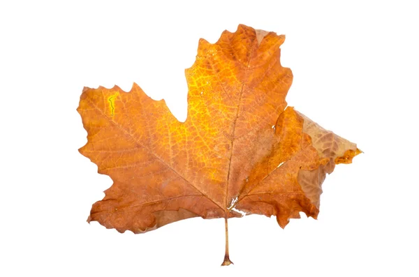 Maple leaf — Stockfoto