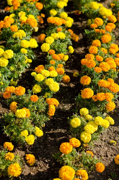Цветы Мэриголд — стоковое фото