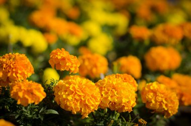 Marigold çiçek