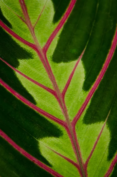 Folha verde com veias vermelhas — Fotografia de Stock
