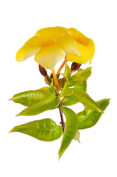 Жовтий цвітіння Mandevilla — стокове фото