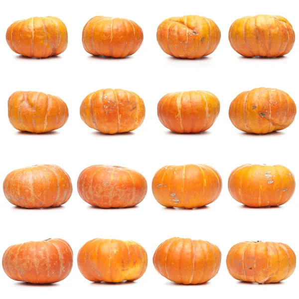 Sixteen fresh pumpkins — Stock Photo, Image