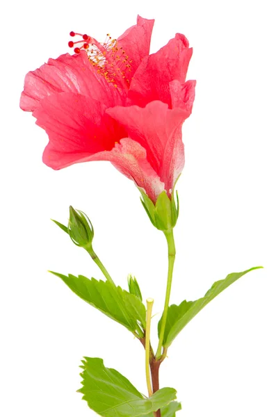 Hermosa flor de hibisco rosa — Foto de Stock