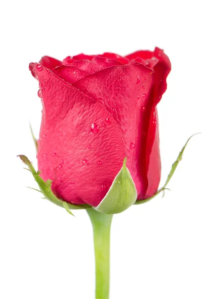 Рожева квітка троянди — стокове фото