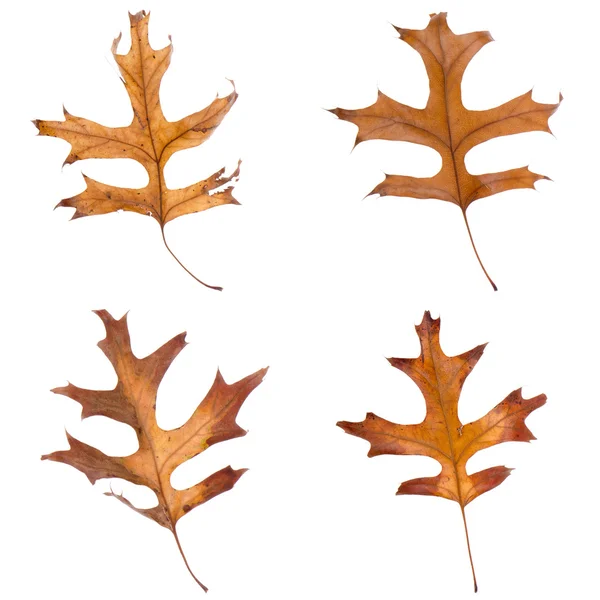 Four fall leaves — Stock Photo, Image