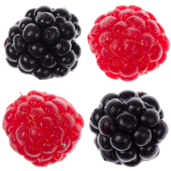 Four raspberry and blackberry — Stock Photo, Image