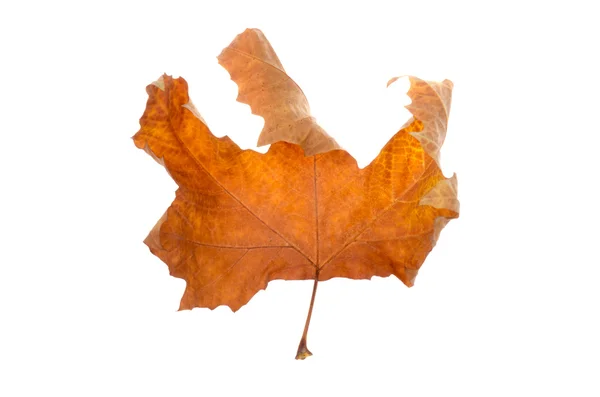 Maple leaf — Stockfoto