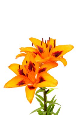 Orange lily flowers clipart