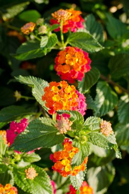 Lantana çiçek