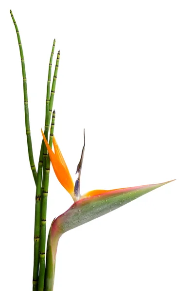 Strelitzia reginae en reed — Stockfoto