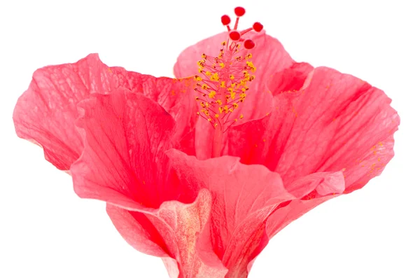 Flor de hibisco rosa detalle —  Fotos de Stock