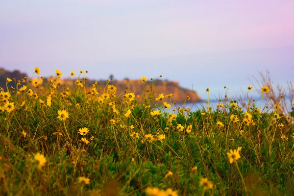 Laguna Flowers — Stock Photo, Image