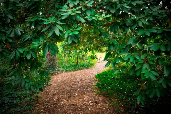 Path in the Woods — Stock Photo, Image