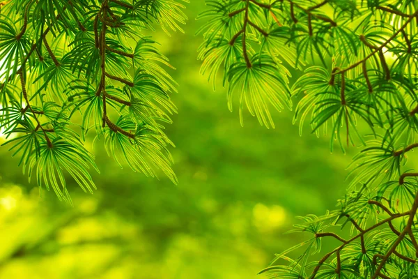 Groene pijnbomen — Stockfoto