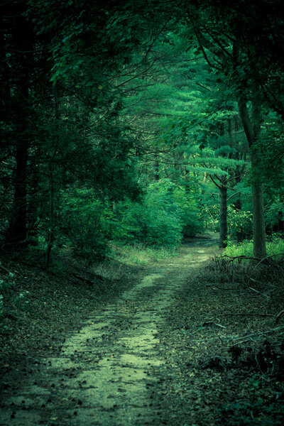 A dark, mysterious forest path
