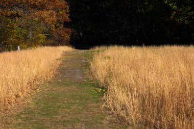 uzun otların içinde Hiking trail