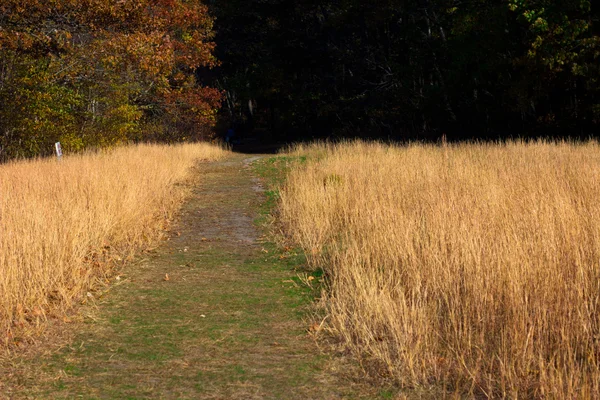 Hiking Trail in Tall Grass — Stock Photo, Image